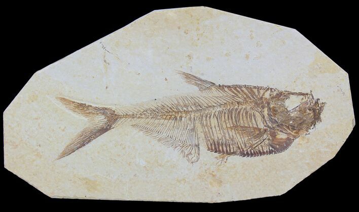 Detailed, Diplomystus Fossil Fish - Wyoming #79063